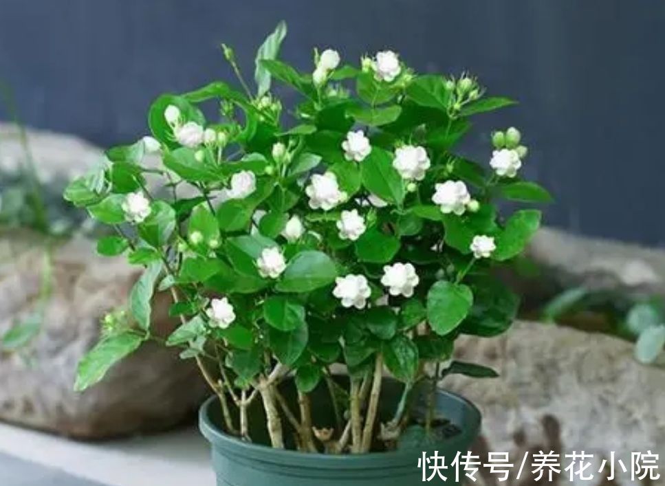 环境温度|家中温度“太低”,5种花要“干养”,才有利于安全越冬