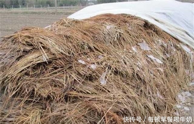 有钱人|稻草堆里的隐藏美味,有钱人都难吃到