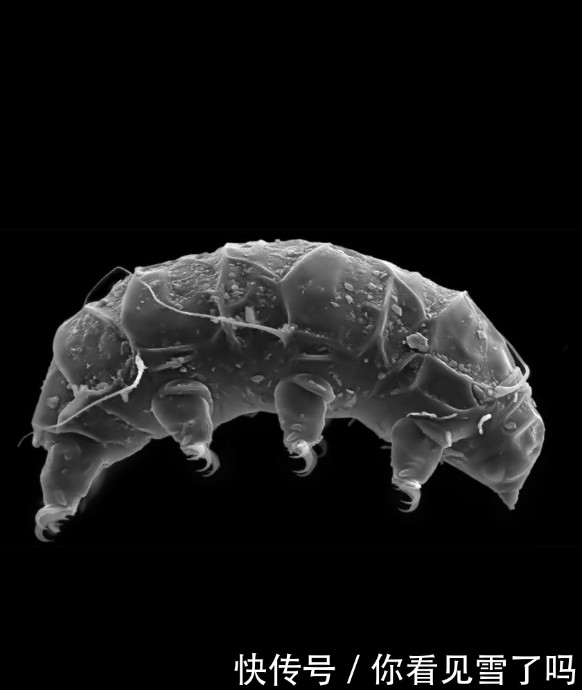 水熊虫:地球上的不死生物