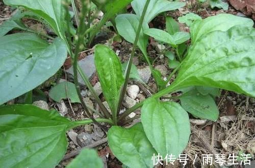 洗头|这种野菜洗头洗脚很厉害,祛湿杀菌灭脚气,不妨尝试一下!