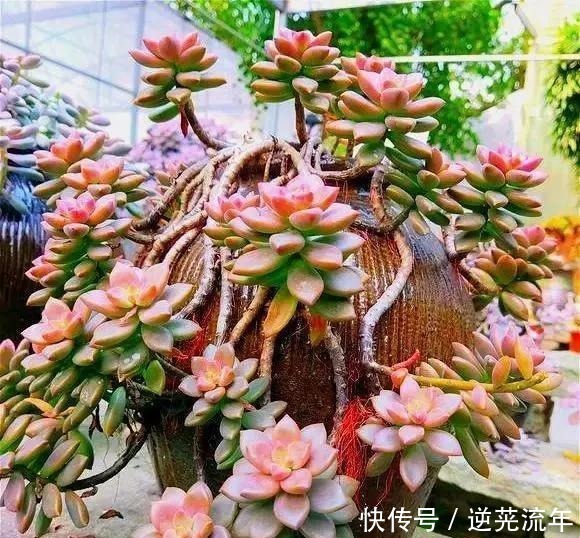 多肉胖嘟嘟，浇点磷酸二氢钾，开花变成丑瘦子！