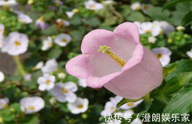 幼苗|风铃草盆栽该如何养护呢只要做到如下几点，萌新涨姿势了