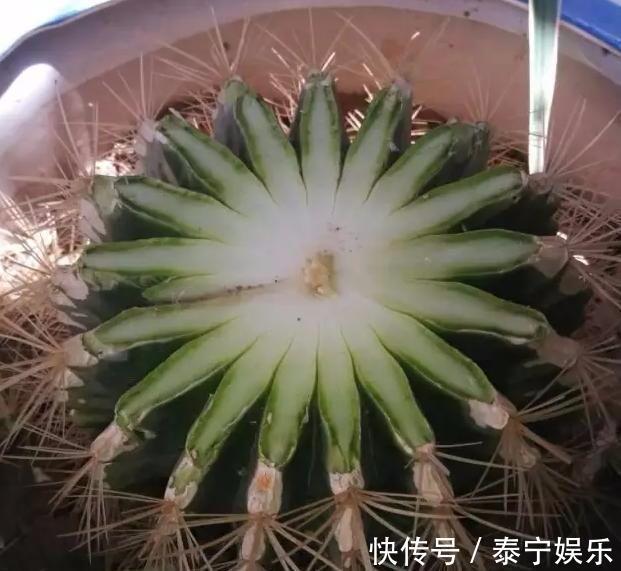 常见的2种花,夏天多“切几刀”,才能呼呼冒“新芽”,翻倍的长