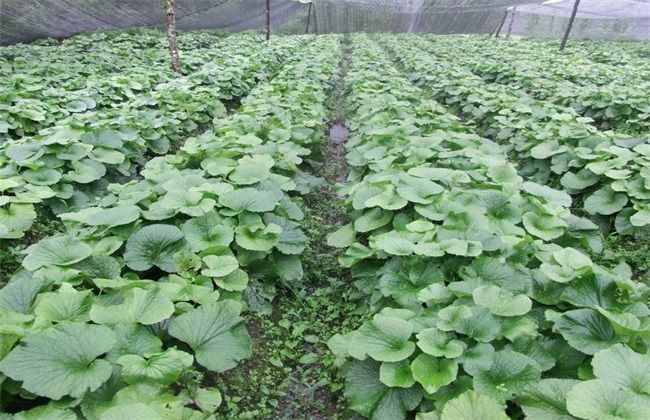 女性不愿长满皱纹,常吃以下蔬菜,祛皱润肤,排毒养颜,价值高