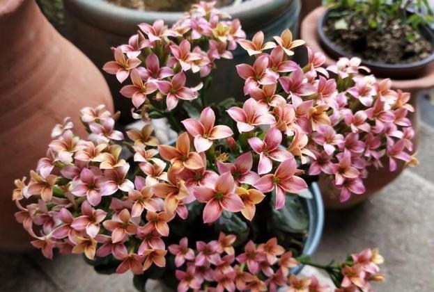 月季|天凉养三角梅、长寿花、月季，9月抓紧时间催花，10月花满树