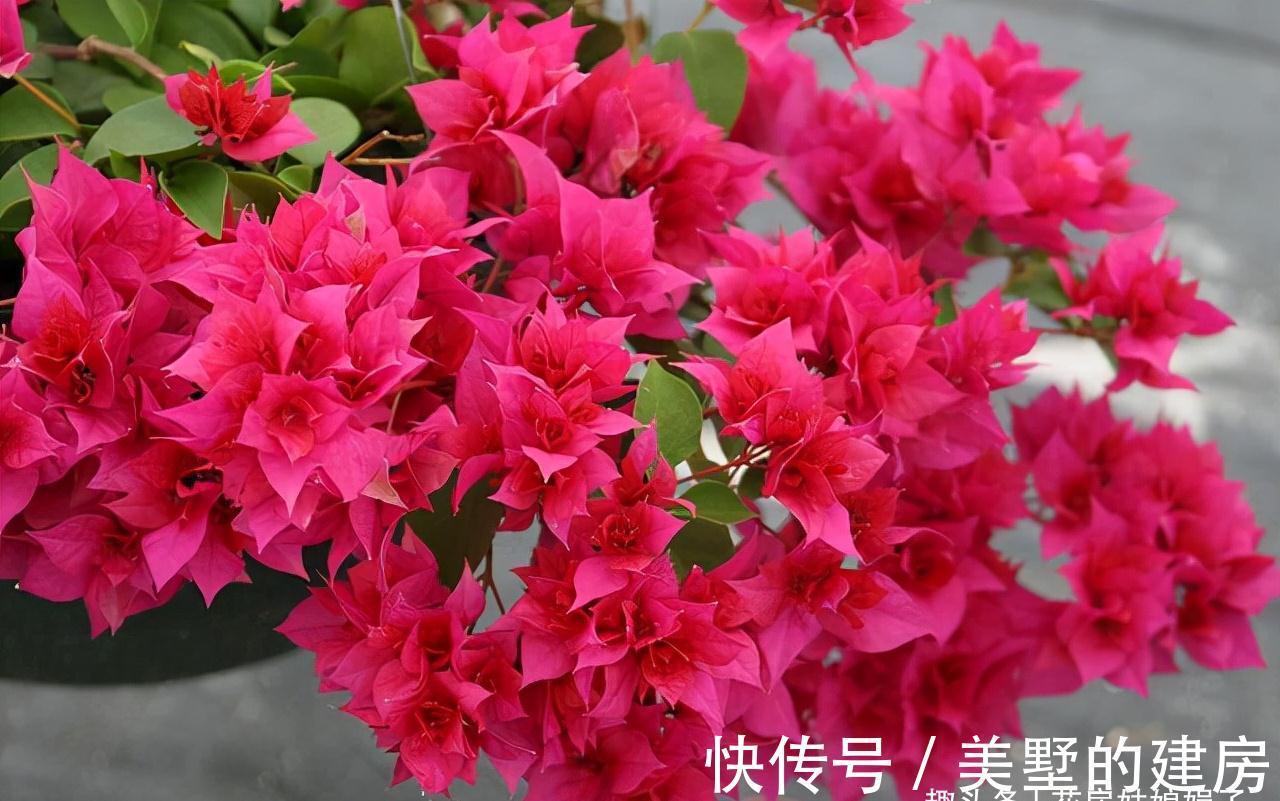 这6种花就得“懒养”,要“多光照、多通风、少浇水”,才长得旺