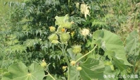 农村有一种野果,价值很珍贵,对治疗耳鸣非常有效