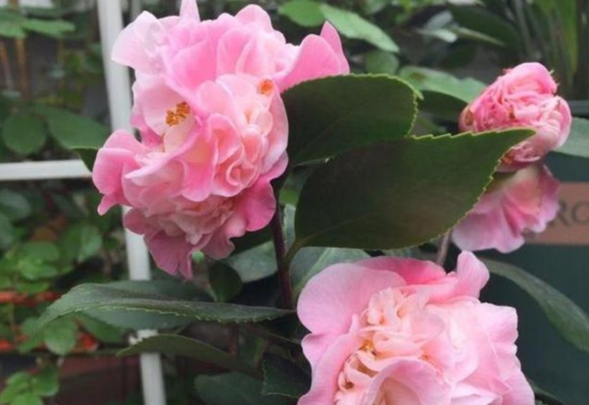 花卉|它是天然的养花肥,到处都有,盆里放一点,像打了激素蹭蹭长