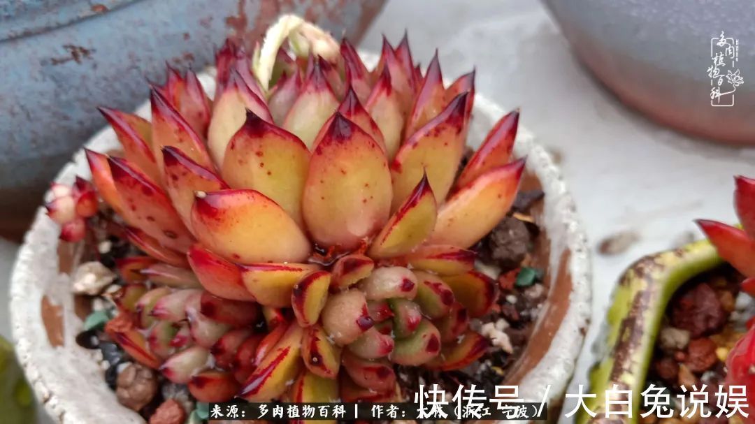 人非咸鱼，岂能无爱好！多肉这个坑我是出不去了！