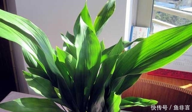 13种耐阴花卉，光照不足也能生长旺盛，开花茂密