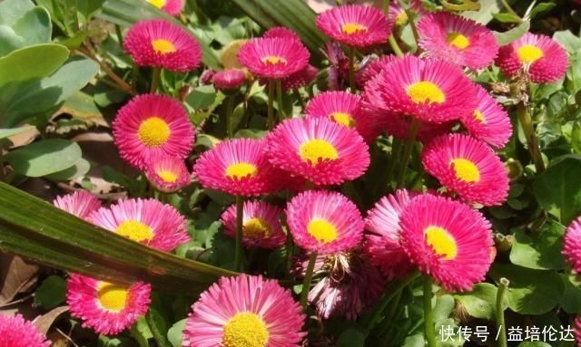 养一盆全年有花看,这“3种花”很热潮,好看又好养,关键花苞多