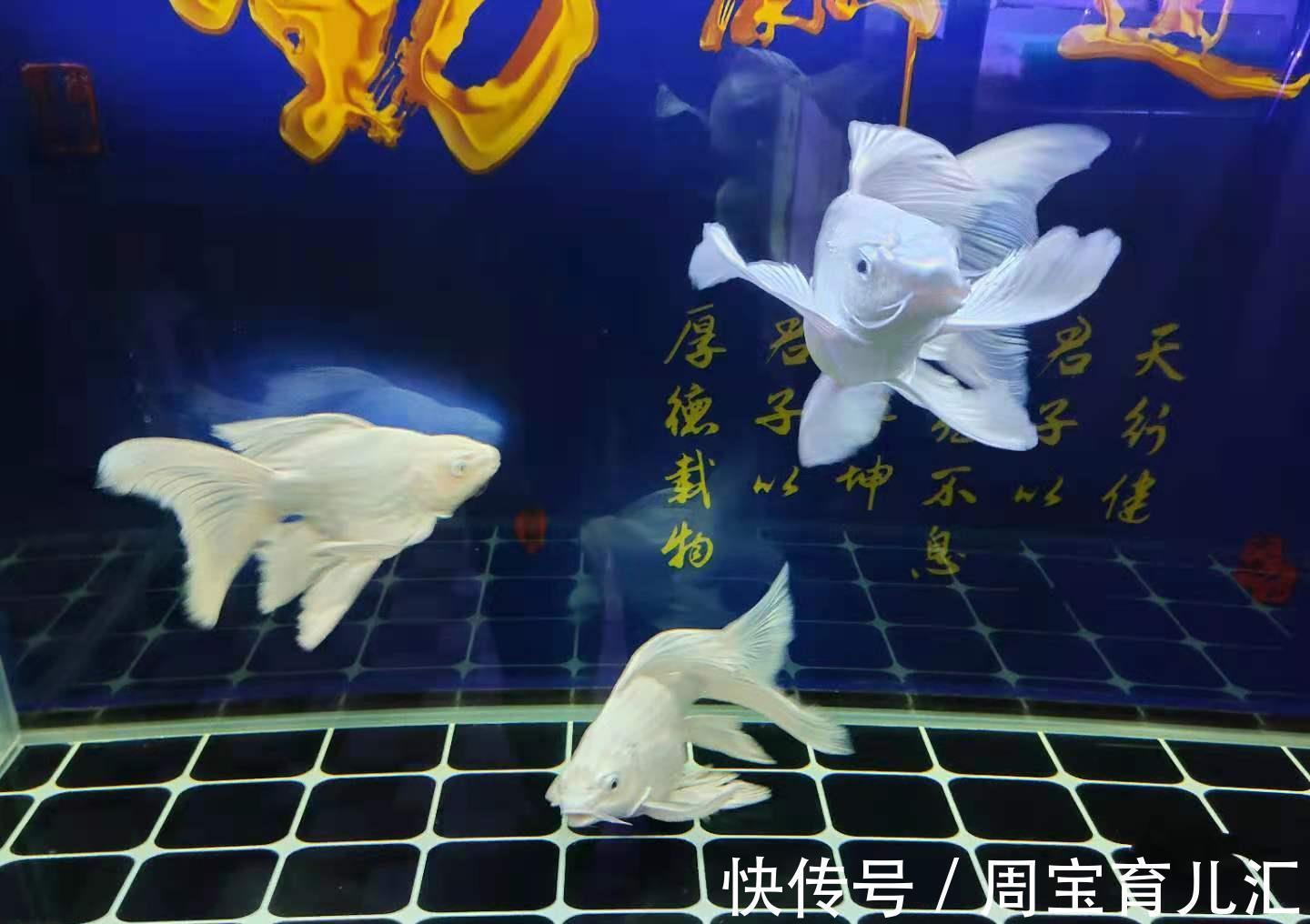 鱼鳍上有红血丝是什么