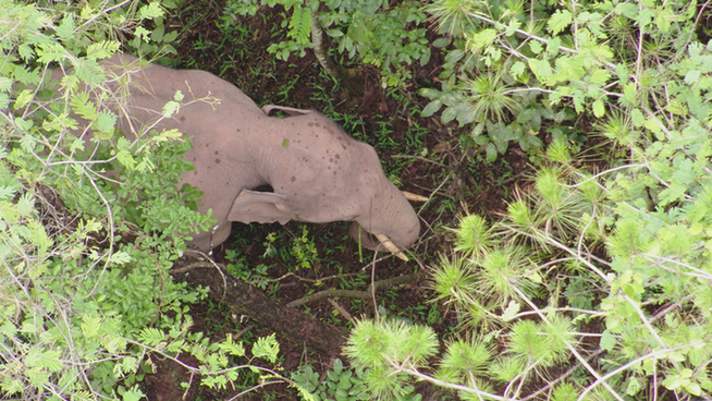 普洱市 普洱:“象”见恨晚的地方