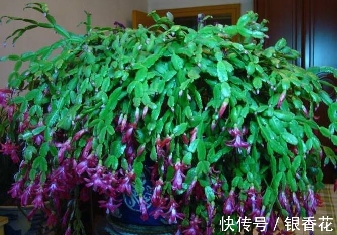 蟹爪兰如何嫁接龙骨花？教你嫁接“4法”，3个注意事项，30天成活