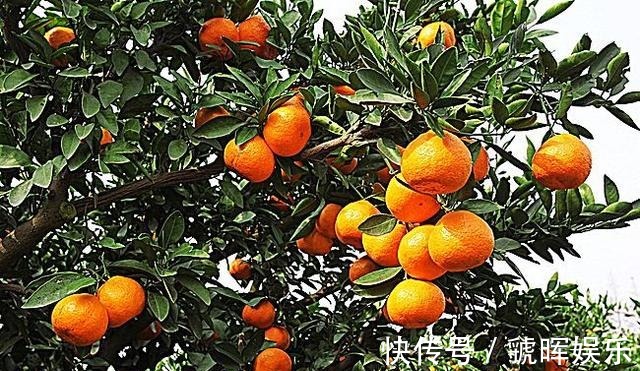 橘皮苷|经期是排毒的“最佳期”,女人多吃此水果,能美容养颜、缓解痛经