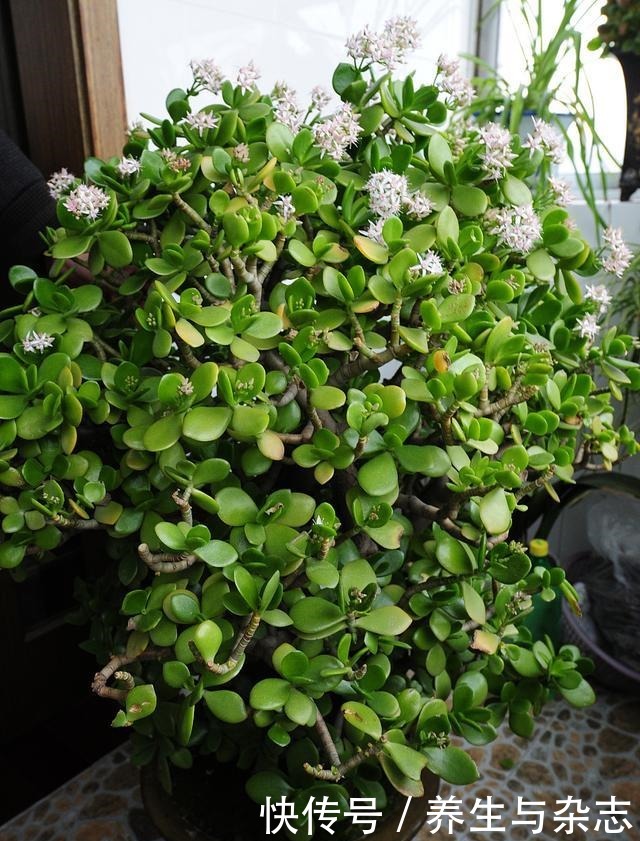 5种有毒的多肉植物,你家可能就有一盆,养护需小心!