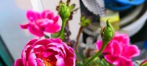 玛丽玫瑰玛丽玫瑰|4款艳美的花卉，便宜又好养，花色鲜艳，适合种在庭院观赏