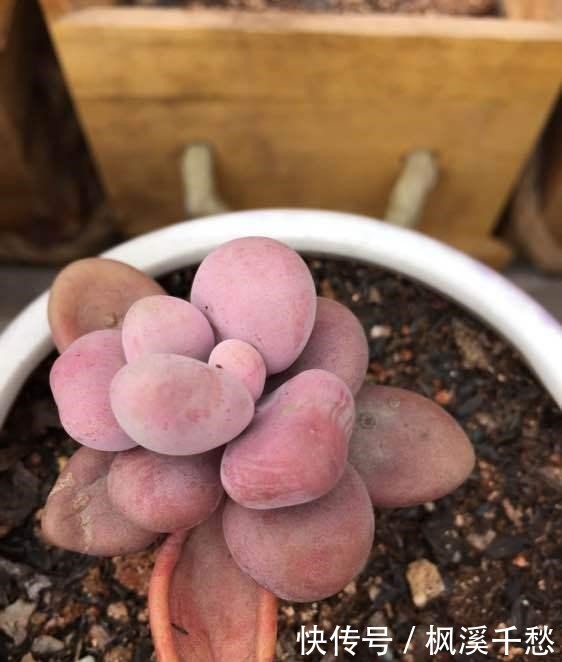 多肉植物桃蛋有“3怕”,避开了才能养出绝美状态!