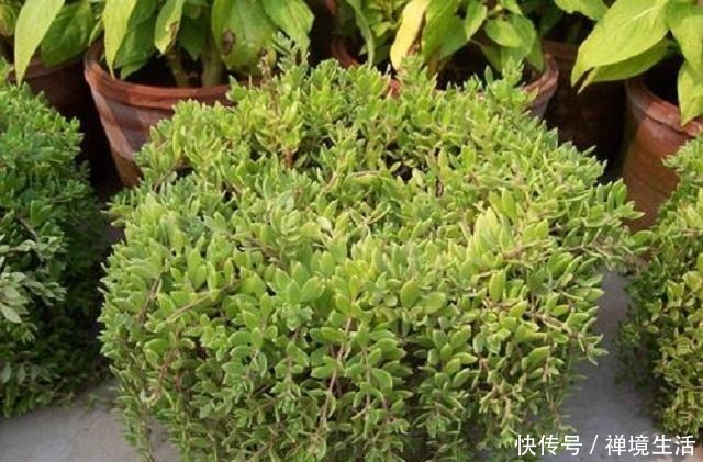 河边1野草,外形蓬松不受人喜,常被当成杂草去除,其实它是1宝!