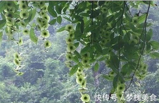 糖尿病|它是“天然胰岛素”，泡水喝一喝，助你降血糖、远离糖尿病