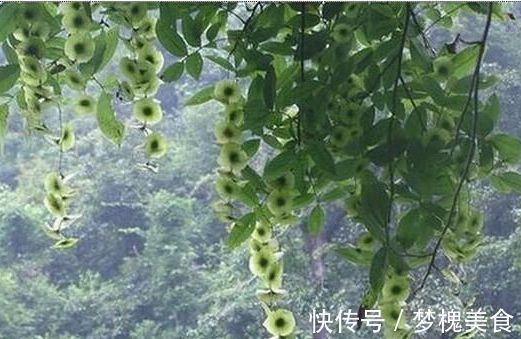 糖尿病|它是“天然胰岛素”,泡水喝一喝,助你降血糖、远离糖尿病