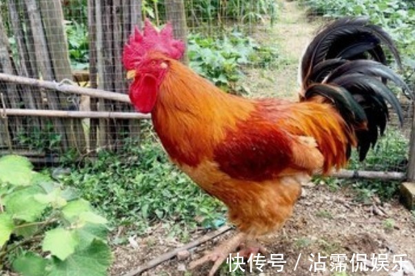 名字|生肖鸡,名字里有什么字一生大红大紫必有“小福贵”