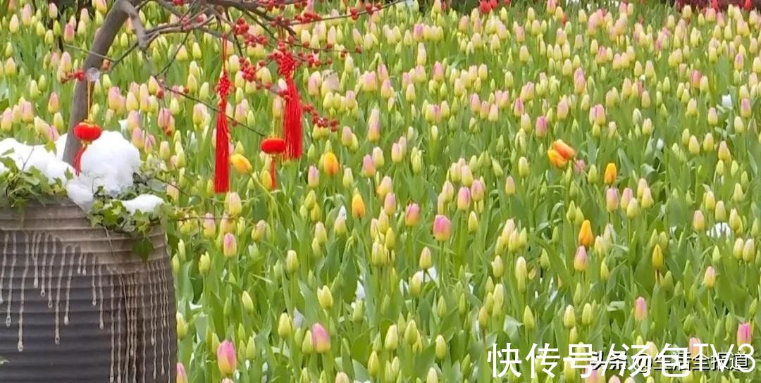 打卡|踏春好去处！18万株郁金香竞相绽放等你来打卡