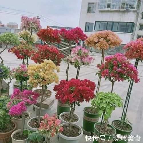 淘米水养花好,用对了是花肥,用错了是“毒药”!