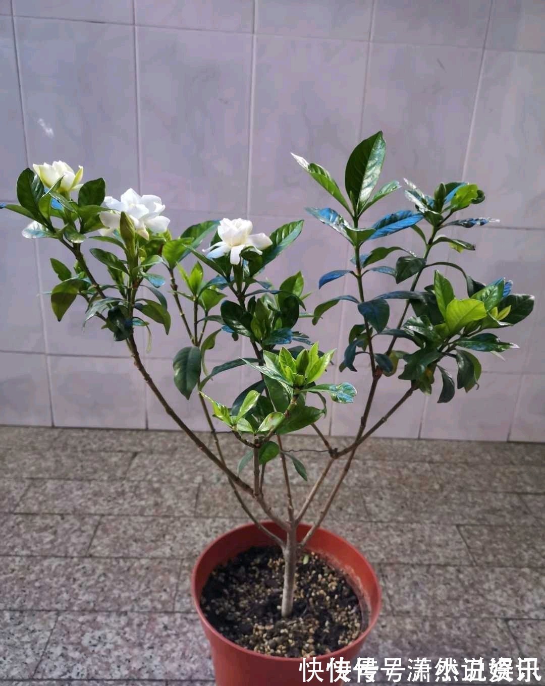 虎皮兰|春天,这八种花剪个枝插土里就活,养养就开花,错过就要等明年了