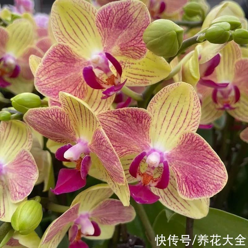 红火好养的“喜庆花”,现在买不吃亏,下个月价格翻两倍