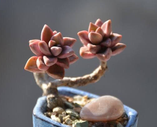 多肉姬胧月怎么养更艳丽教你3个小妙招,养出清新绚烂的姬胧月