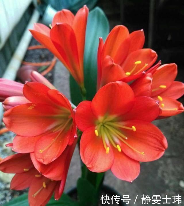 这种“小东西”给君子兰浇一点,花芽更多,叶子绿的“直冒油”