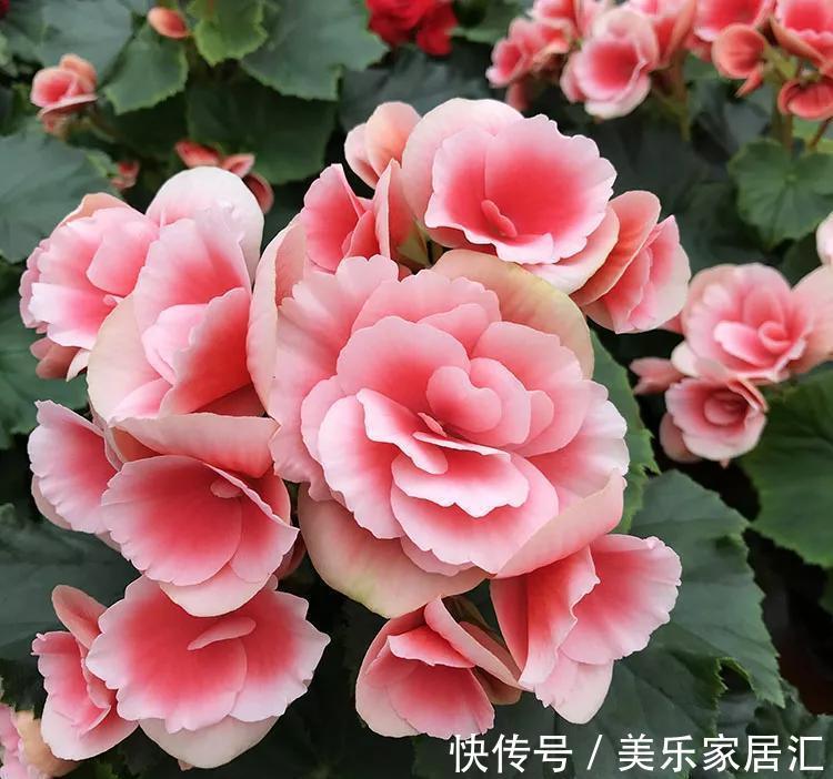 一盆有争议的花,大神视为宝贝,新手却躲得远远的