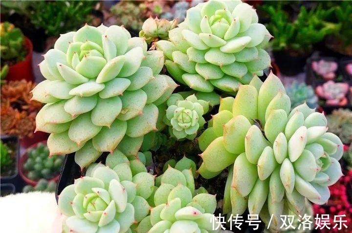 静夜|6种多肉太难养,赶紧留个种,省得每年都要重新买!