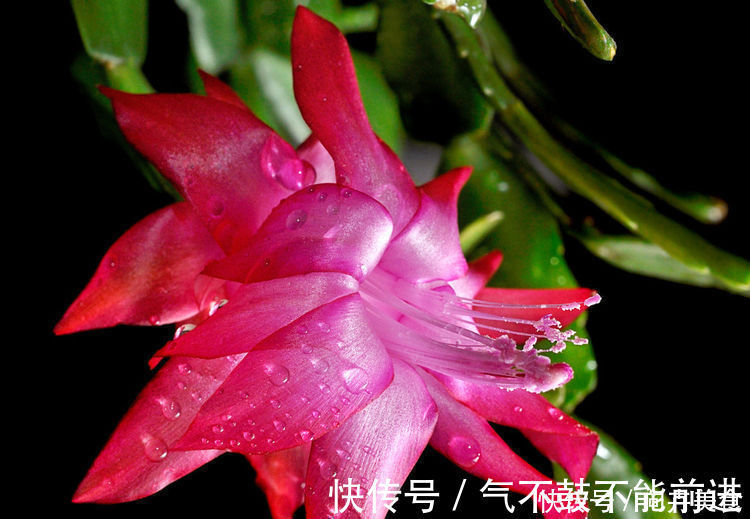 叶片|蟹爪兰叶片薄还不开花学会三招很重要，开花量大容易满盆