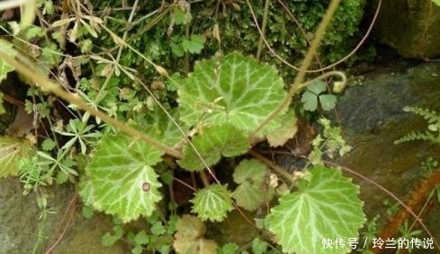 路边这长相似“耳朵”的草,你认识么?中医说它对治疗冻疮有奇效