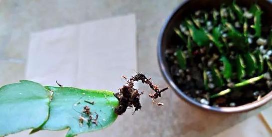 想要多养几盆蟹爪兰的扦插方法,成活率高,大家学会了吗