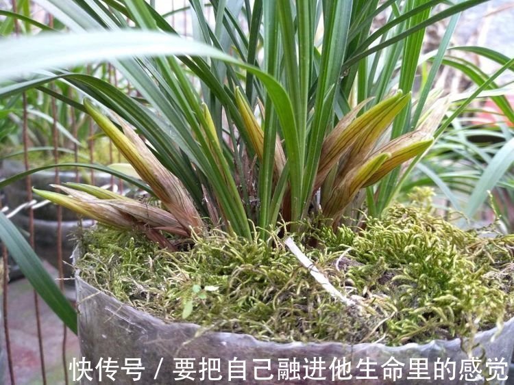 秋天养兰花,给它喂上2种“出芽肥”,新芽嗖嗖冒、花开更加旺盛