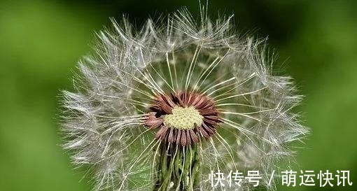 生肖狗|近几天，财运上升，不再悲伤，失而复得，旧爱靠近，执手相爱到老