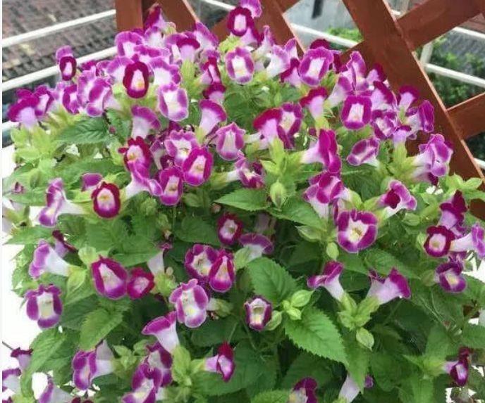 冬天养此款花卉,不用操啥心,花色繁多易爆盆,娇艳欲滴