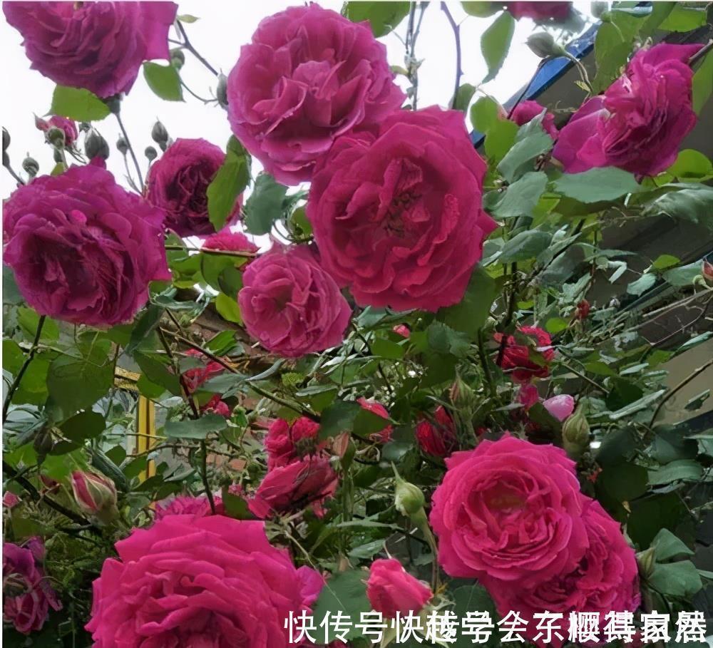 家里养了3种花,一盆接着一盆买,根本控制不住,是你吗?