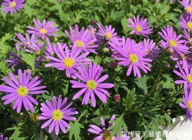 爆盆|适合养在阳台的花卉,花开不断,沾点水就疯长还爱爆盆