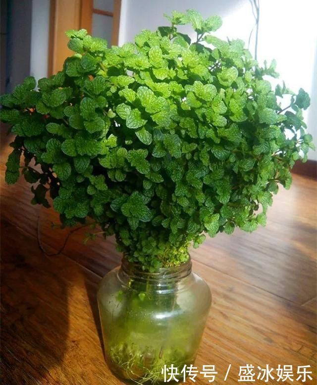 白掌|4种花最喜欢水,夏天养在“水缸”里,30天长爆盆、还开花