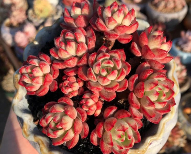 按这4个要求盆栽,多肉娜娜小勾呼呼疯长,叶尖一年四季红艳艳