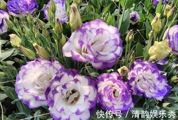 室内养花,盆栽首选懒人花,这4款适应性强、花期长、花量还大