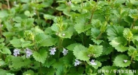 农村|农村一种血救野菜，可以活命，现在市场上一斤20块！