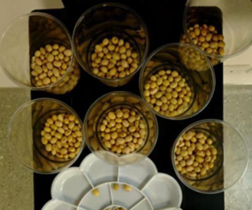 打脸|”老师让带一万颗豆“妈妈陪娃数到大半夜,质问老师却被“打脸”