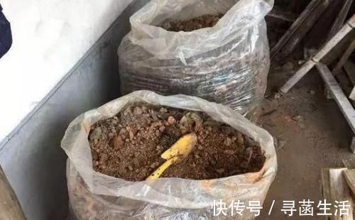 养花|光买便利的“营养土”养花,不行,盆底垫这些小东西才能不烂根