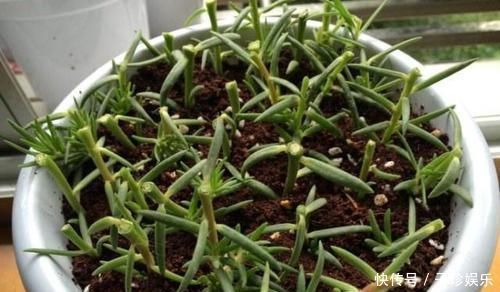 别只用阿司匹林,“扦插”用上这“3药粉”,7天“白根”肥又壮