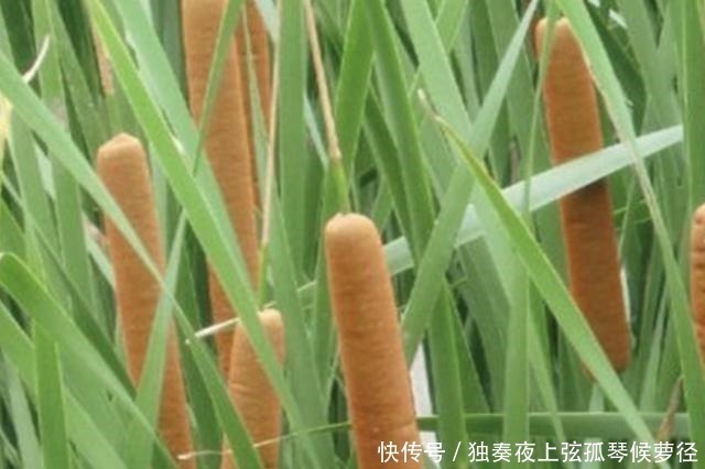 香蒲草|1种野草像“香肠”,若在池塘边看到它,请爱惜,珍贵、有价值!